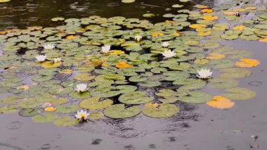 Su Zambakları Üzerine Yavaş Yağmur Nilüferler Sükunet Havuzu Beyaz Lotus Çiçekleri ve Soyut Doğa Arka planında Lily Pedleri, Duvar Kağıdı, Ekran Koruyucu, Web Tasarımı ve Dijital Medya İçin Mükemmel