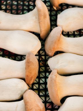 Taze ve Zarif Kral İstiridye Mantarları Şebeke 'ye yerleştirildi. Yüksek Çözünürlüklü Resim Duvar Kağıdı, Dijital Pazarlama, Mutfak Kullanımı ve Sosyal Medya İçin Mükemmel