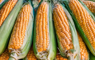 Taze ve canlı mısır koçanında tatlı mısır. Yüksek çözünürlüklü görüntü duvar kağıtları, sosyal medya, dijital pazarlama ve mutfak promosyonları için mükemmel. Doğal Arkaplan