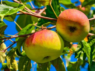 Taze Elmalar Şubede - Canlı Doğa Fotoğrafçılığı Organik Üretim Promosyonları, Sağlıklı Yaşam Stili Kampanyaları, Reklamcılık, Dijital Arkaplan ve Mutfak İlhamları İçin Mükemmel