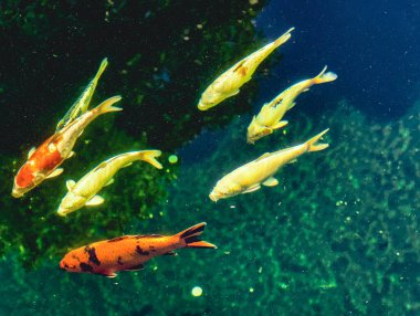 Serene Water Pond 'da Yüzen Japon Balığı - Doğal Aşıklar, Dijital Tasarım, Masaüstü Ekran Koruyucuları ve Huzurlu Arkaplan İçin Mükemmel Güzel ve Renkli Su Sahnesi.