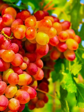 Canlı Taze Üzüm Demetleri: Reklam, Pazarlama, Web Sitesi Tasarımı, Mutfak Sanatları, Sosyal Medya İçeriği İçin Mükemmel Yakın Çekim Meyve Fotoğrafları