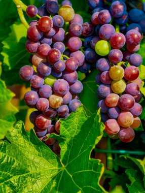 Canlı Taze Üzümler Yakın Çekim: Reklam, Pazarlama, Web Sitesi Tasarımı, Mutfak Sanatları ve Görsel Cazibeyi Artırmak İçin Sağlığa Odaklı Tanıtımlar İçin Yüksek Çözünürlüklü Meyve Fotoğrafı