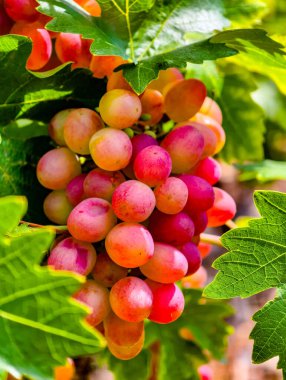 Güzel Organik Üzümler - Reklamcılık, Pazarlama, Mutfak Sanatları, Sağlıklı Yaşam, Sosyal Medya ve Görsel Temyiz ve Büyütmeyi Artırmak İçin Dijital Tanıtımlar İçin Mükemmel