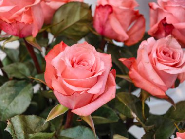 Yeşil Yapraklı Canlı Pembe ve Turuncu Güllerin Kapalı Çekimi Ultra Yüksek Çözünürlüklü Çiçek Doğası