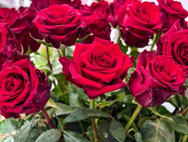 Yeşil Yapraklar Ultra Yüksek Çözünürlüklü Çiçek Doğa Arkaplanlı Canlı Kırmızı Güllerin Yakın Çekimi. Premium Duvar Kağıdı