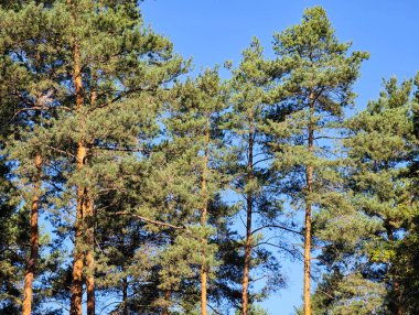 Ultra Yüksek Çözünürlüklü Güzel Çam Ormanı Uzun Ağaçlar, Doğal Işık ve Canlı Yeşil Yapraklar ile Serene Woodland Manzarası. Doğa Arkaplanı