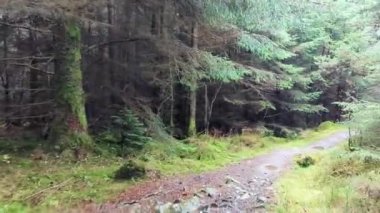 Dağlardaki orman yolu.