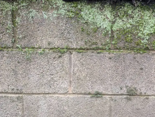 Yosun kaplı eski bir tuğla duvar. Duvarın dokusu. Yüksek kalite fotoğraf