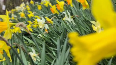 Yağmurdan sonra sarı ve beyaz nergisler. Yüksek kalite 4k görüntü