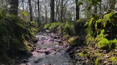 Orman deresi. Aşağıdan açı. Yüksek kalite 4k görüntü