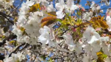 Rüzgarlı havada beyaz kiraz çiçeği. Yüksek kalite 4k görüntü