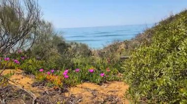 Çiçekler ve okyanus manzarası. Yüksek kalite 4k görüntü