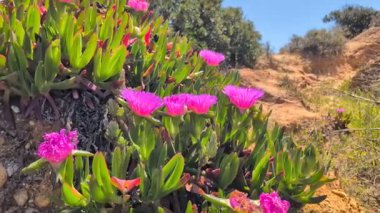 Pembe tropik çiçekler. Yakın plan. İspanya. Yüksek kalite 4k görüntü