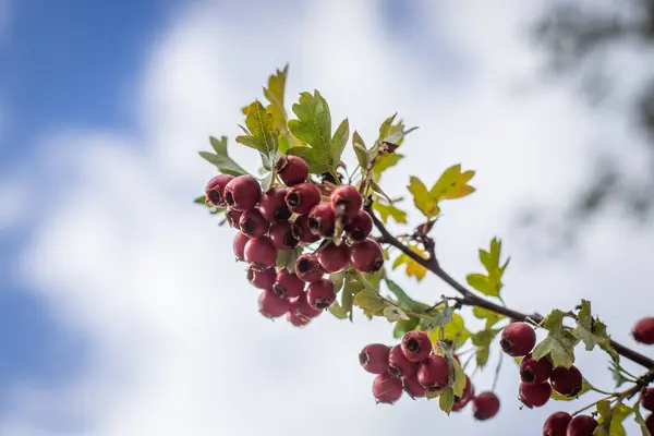 Bulutlu bir gökyüzüne karşı Hawthorn dalı. Yüksek kalite fotoğraf