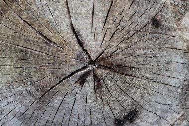 Eski ahşap doku. Yüksek kalite fotoğraf