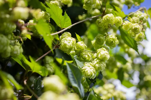 Güneşli havalarda sıçrıyor. Yüksek kalite fotoğraf