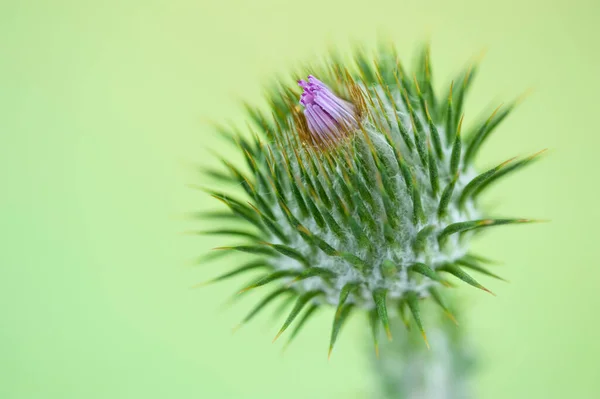 Kvetoucí Bavlna Bodláková Květina Zeleném Rozmazaném Pozadí Kopírovacím Prostorem Pro — Stock fotografie
