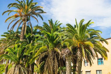 Uzay günbatımı gökyüzü ve bulut arka plan üzerinde güneş ışığıyla siluet tropikal palmiye ağacının kopyalayın. Yaz tatili ve doğa macera kavramı seyahat. 