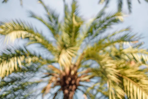Kopírovat Prostor Siluetu Tropické Palmy Slunečním Světlem Při Západu Slunce — Stock fotografie
