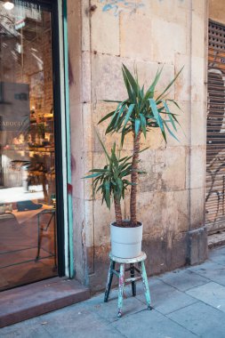 Şehir merkezindeki bir kafede. Büyük parlak saksıları ve doğal bitki örtüsüyle büyük pencereler dekore edilmiş. Çevredeki güzel yeşil bitki, şehir kafesinin yanındaki ahşap bir sandalyede.