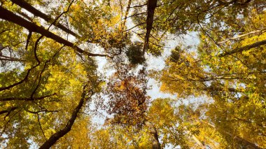 Bahar ormanlarındaki ağaçların çeşitli taç giyme şekilleri güneşli mavi gökyüzüne karşı. Ağaçların alt manzarası. Yüksek kalite fotoğraf