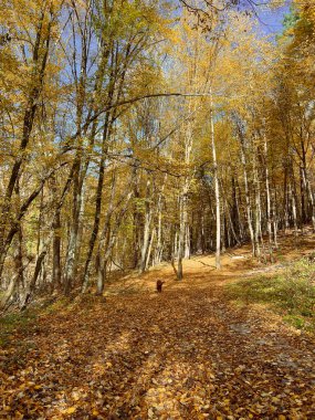 Ormanın ılık sonbahar manzarası, güneşin ağaçların arasından güzel ışık huzmeleri saçmasıyla. Yüksek kalite fotoğraf