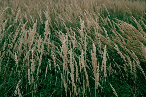 Pampasgras Nahaufnahme Von Grasblumen Auf Naturhintergrund Mit Sonnenuntergang Weicher Fokus — Stockfoto