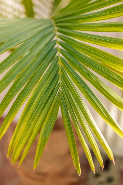 Bela Folha Coco Verde Abstrato Verde Listrado Natureza Fundo — Fotografia de Stock