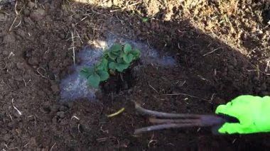 Woman gardener planting wild strawberry seedlings with gardening shovel in ground. Organic farming, healthy homegrown food concept. Young green strawberry plant. 