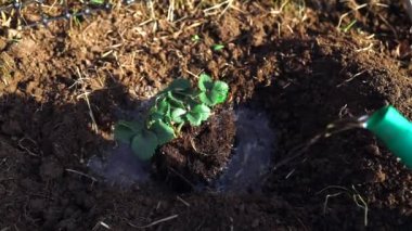 Watering the plants from a watering can. Watering agriculture and gardening concept. Watering strawberries. High quality FullHD footage