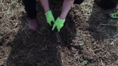 Bir bahçıvanın eldivenli eli, bahçesinden otları toplar ve toprağı kazar.