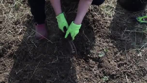 Gloved Hand Gardener Removes Weed Ground Harvested His Garden — Stock video