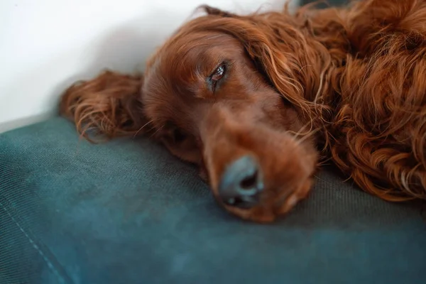 Irish Setter dog tired sleeps on a cozy sofa, couch, blanket
