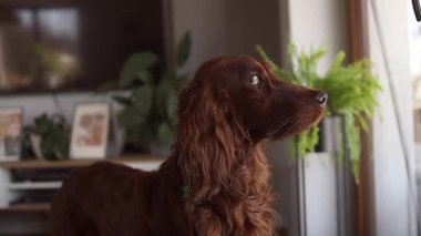 Sevimli İrlandalı Setter köpeği Kirli Pencere 'nin önünde oturur ve dışarıya bakar. Evcil Köpek Pencereden Bir Şey İzliyor.