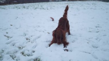 Rahatlamış İrlandalı köpek kışın dışarıda beyaz bir koyun oyuncağıyla oynuyor. Yüksek kaliteli FullHD görüntüler
