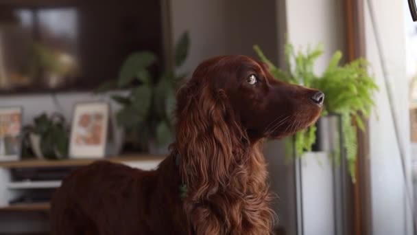 Cão Setter Irlandês Adorável Senta Frente Janela Suja Olha Para — Vídeo de Stock