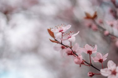 Pembe çiçekli ve nemli tek bir pembe kiraz ağacı dalı. Badem çiçekli Macro shot ya da çiçekli sakura dalı 