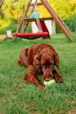 Mutlu komik İrlandalı Setter köpeği dışarıda top oyuncağıyla eğleniyor ve oynuyor.. 