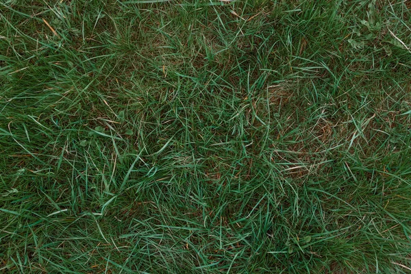 Groene Gras Textuur Achtergrond Groene Gazon Achtertuin Voor Achtergrond Gras — Stockfoto