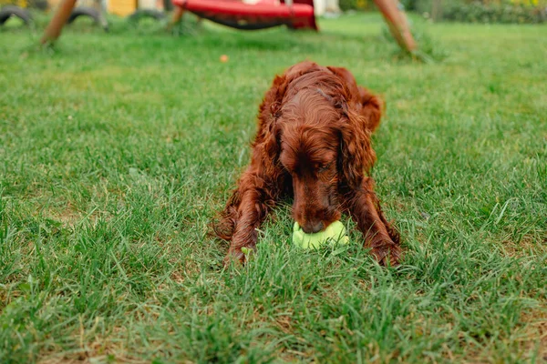 Feliz Engraçado Irish Setter Cão Desfrutando Jogando Com Bola Brinquedo — Fotografia de Stock