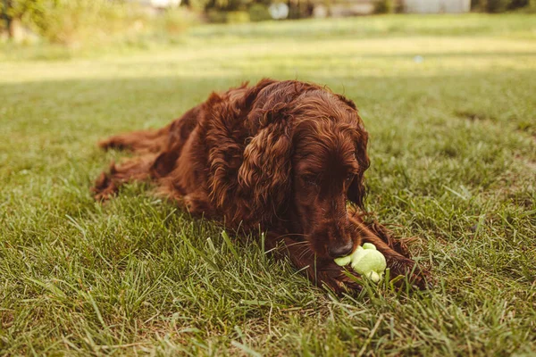 Mutlu Komik Rlandalı Setter Köpeği Dışarıda Top Oyuncağıyla Eğleniyor Oynuyor — Stok fotoğraf