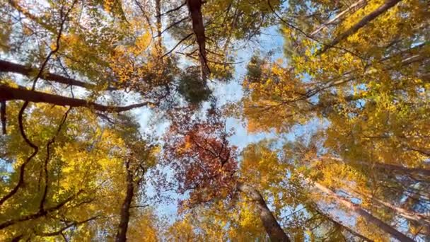 午後の太陽と木の緑豊かな緑の葉のショットビューを移動します 大きな緑の木々と森の中を歩く 秋の背景 — ストック動画