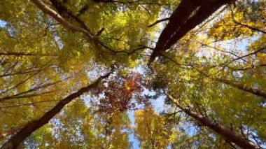 Akşamüstü güneşli yemyeşil ağaçların hareketli görüntüsü. Büyük yeşil ağaçlarla ormanda yürüyorum. Sonbahar arkaplanı. 4K. 