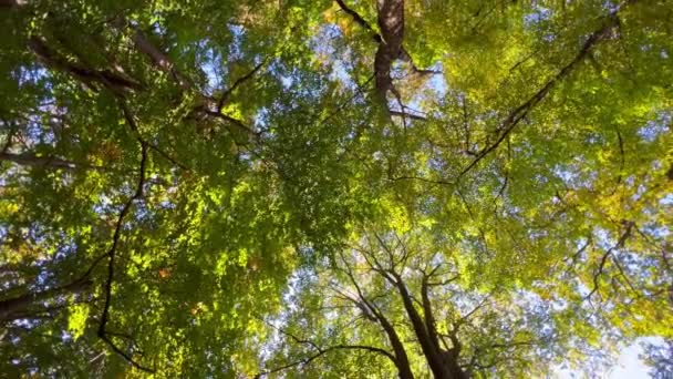 Движущийся Снимок Пышной Зеленой Листвы Деревьев Дневным Солнцем Прогулка Лесу — стоковое видео