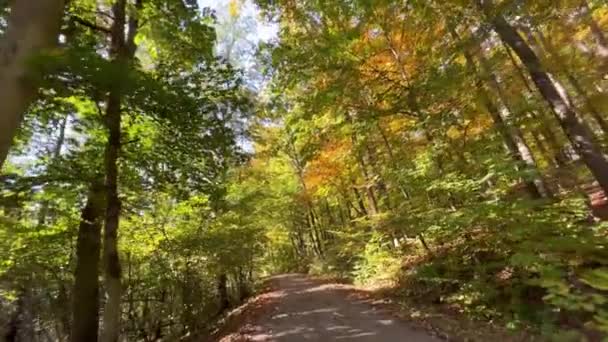 Outono Floresta Verde Saudável Uma Parte Importante Nosso Ecossistema Florestação — Vídeo de Stock