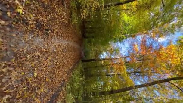 Bosque Verde Saludable Otoño Una Parte Importante Nuestro Ecosistema Forestación — Vídeo de stock