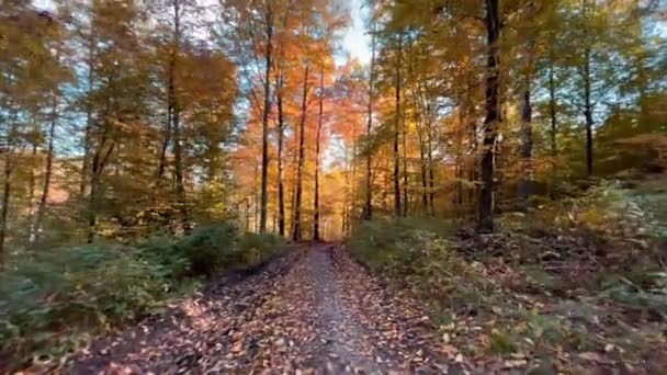 Podzimní Zelený Zdravý Les Důležitou Součástí Našeho Ekosystému Zalesňování Pro — Stock video