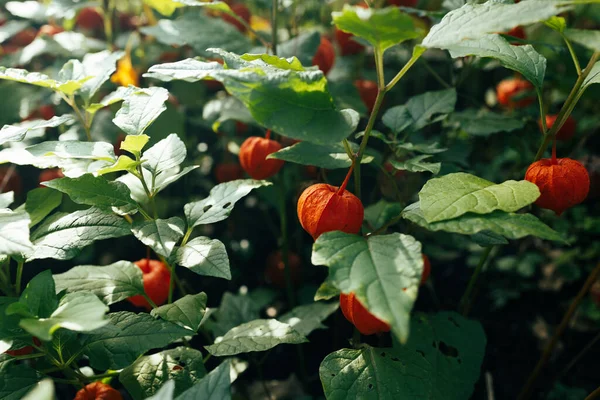 오렌지 Physalis 텃밭의 유기농 멕시코 토마토 토마토 토마토 토마토 수확하는 — 스톡 사진
