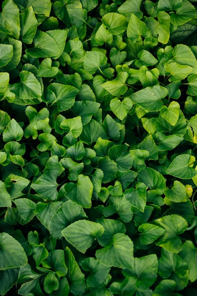 stock image Close up tropical green leaves texture and abstract background. 